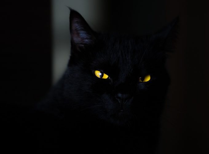 Wallpaper cat, black, yellow, eyes, 4K, Animals 9370717413
